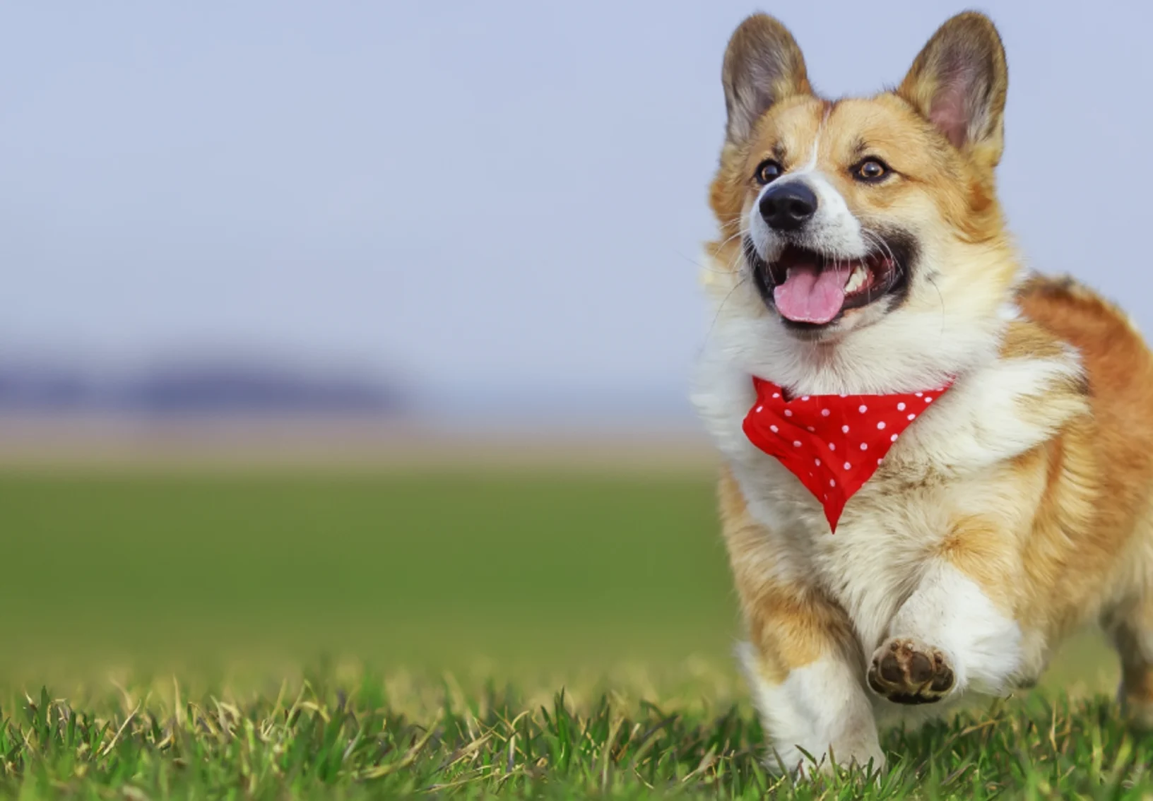 Dog wearing a handkerchief running in the grass